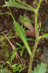 Michaux's saxifrage